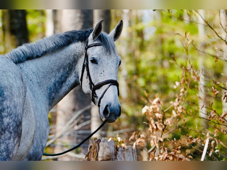 Warmblood polaco Caballo castrado 14 años 172 cm Tordo in Maxhütte-Haidhof