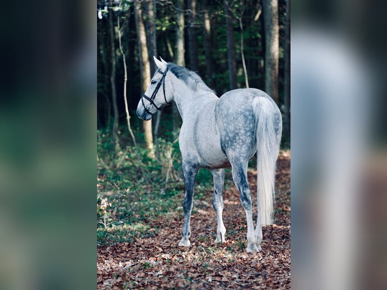 Warmblood polaco Caballo castrado 14 años 172 cm Tordo in Maxhütte-Haidhof