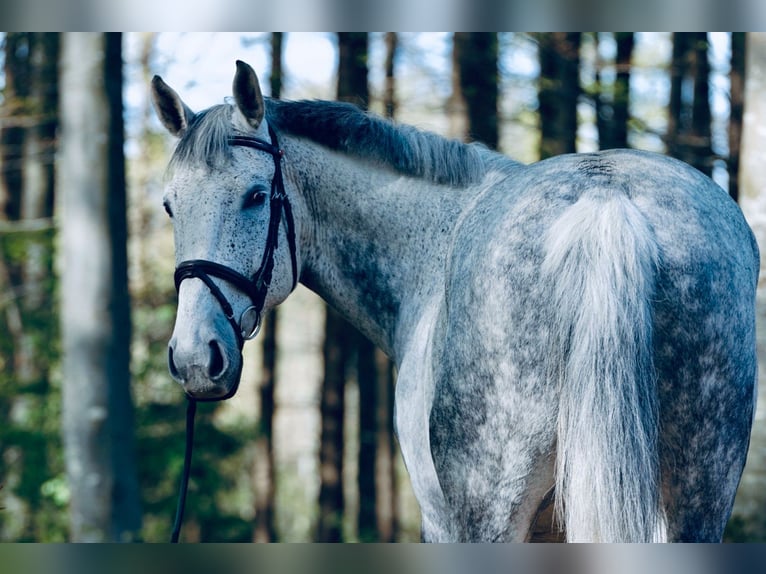 Warmblood polaco Caballo castrado 14 años 172 cm Tordo in Maxhütte-Haidhof