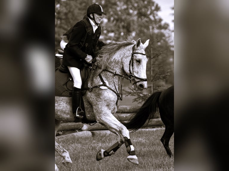 Warmblood polaco Caballo castrado 14 años 172 cm Tordo in Maxhütte-Haidhof