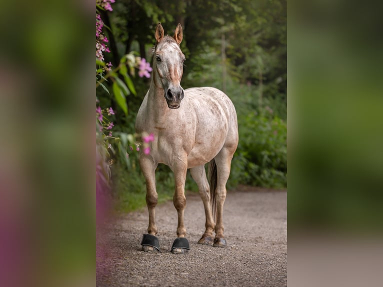 Warmblood polaco Caballo castrado 15 años 157 cm Musgo marrón in Aying