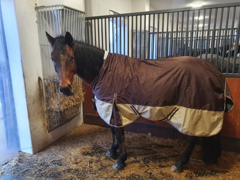 Warmblood polaco Caballo castrado 15 años 165 cm Castaño in Gars am Inn