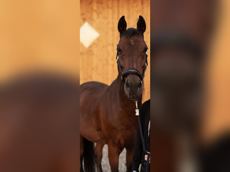 Warmblood polaco Caballo castrado 15 años 165 cm Castaño in Gars am Inn