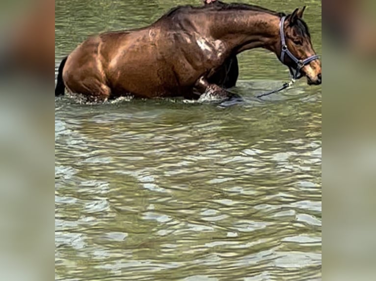 Warmblood polaco Caballo castrado 15 años 165 cm Castaño in Gröbenzell