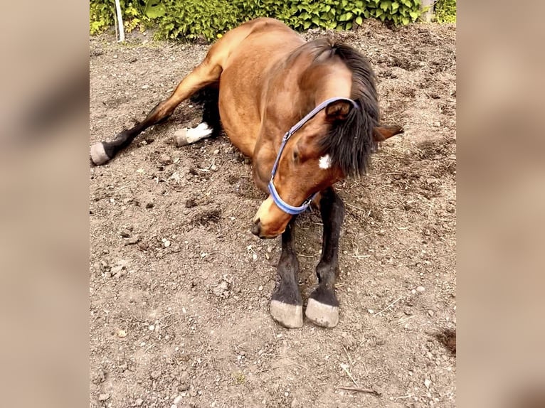 Warmblood polaco Caballo castrado 15 años 165 cm Castaño in Gröbenzell