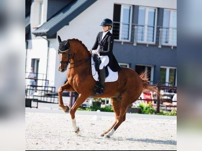 Warmblood polaco Caballo castrado 15 años 172 cm Alazán-tostado in Biała Podlaska