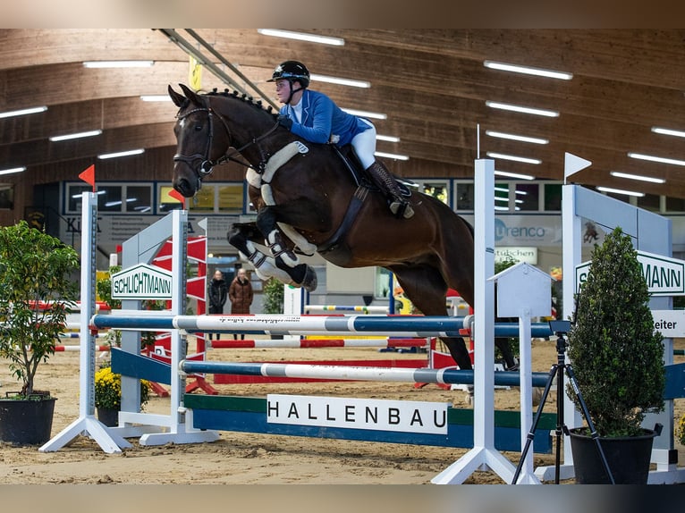 Warmblood polaco Caballo castrado 15 años 176 cm Castaño oscuro in Isterberg