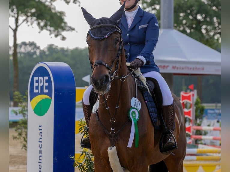 Warmblood polaco Caballo castrado 15 años 176 cm Castaño oscuro in Isterberg