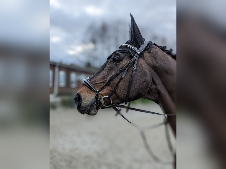 Warmblood polaco Caballo castrado 15 años 176 cm Castaño oscuro in Isterberg