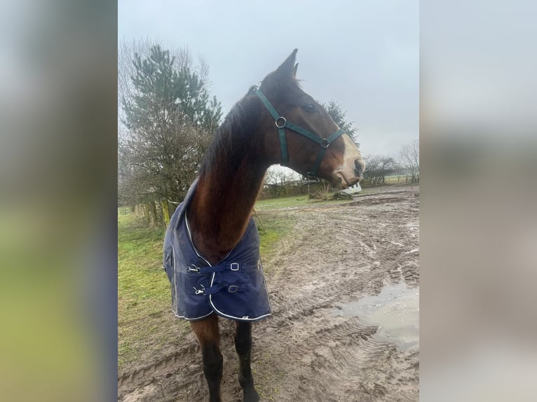 Warmblood polaco Caballo castrado 16 años 160 cm Castaño in Nennhausen