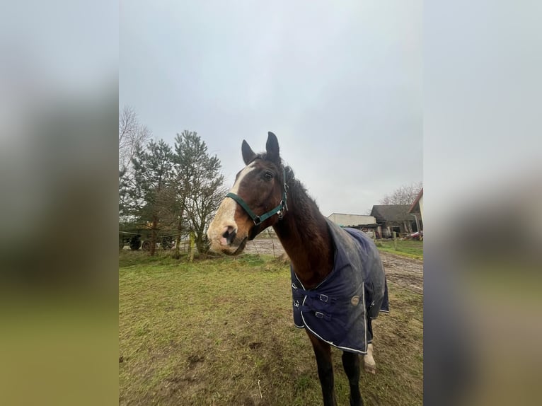 Warmblood polaco Caballo castrado 16 años 160 cm Castaño in Nennhausen