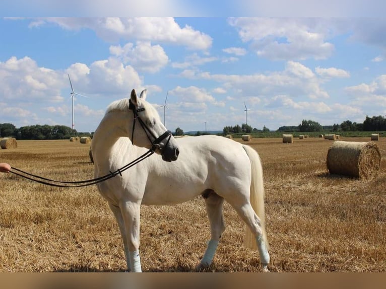 Warmblood polaco Caballo castrado 16 años 168 cm Tordo in Herten