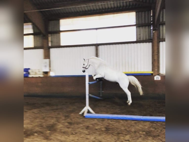 Warmblood polaco Caballo castrado 16 años 168 cm Tordo in Herten