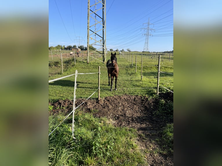 Warmblood polaco Caballo castrado 16 años 175 cm Castaño in Besigheim