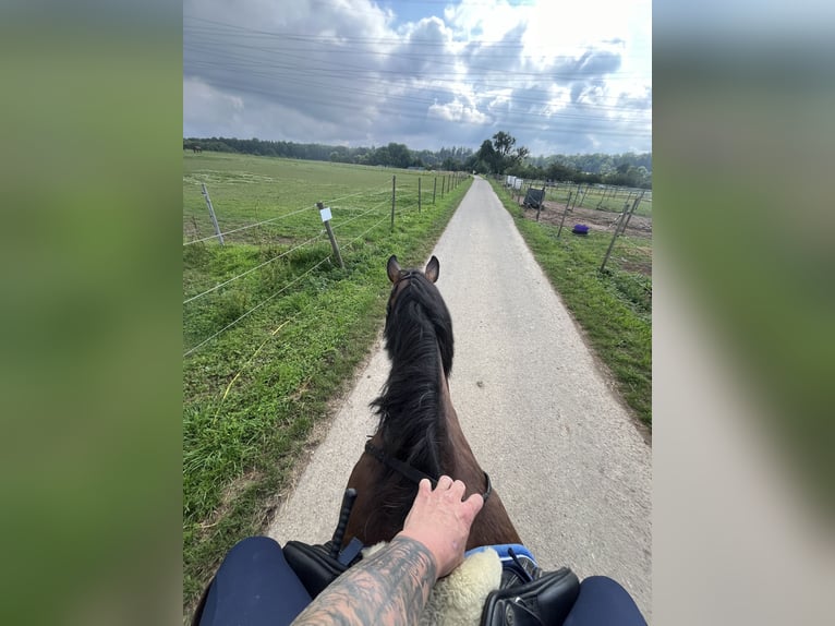 Warmblood polaco Caballo castrado 16 años 175 cm Castaño in Besigheim