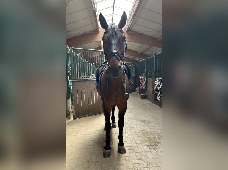 Warmblood polaco Caballo castrado 16 años 175 cm Castaño in Besigheim