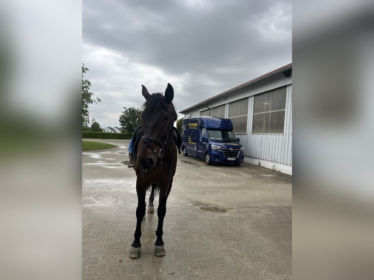 Warmblood polaco Caballo castrado 16 años 175 cm Castaño in Besigheim