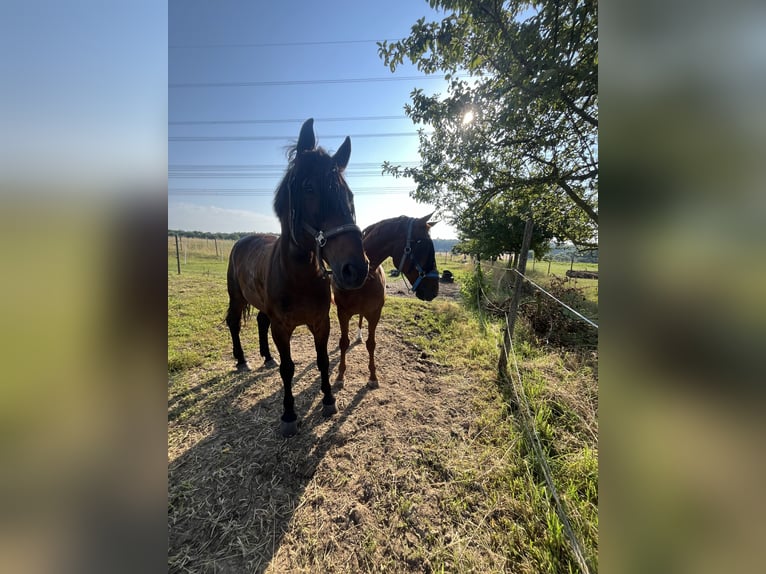 Warmblood polaco Caballo castrado 16 años 175 cm Castaño in Besigheim