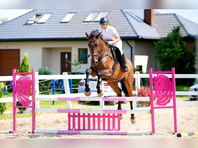Warmblood polaco Caballo castrado 16 años 180 cm Castaño in &#x141;opiennik Dolny