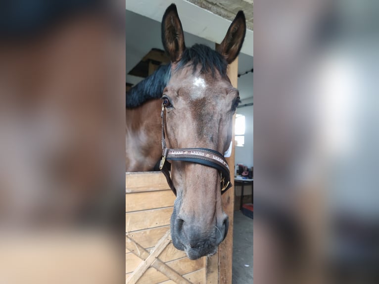 Warmblood polaco Caballo castrado 16 años 180 cm Castaño in &#x141;opiennik Dolny