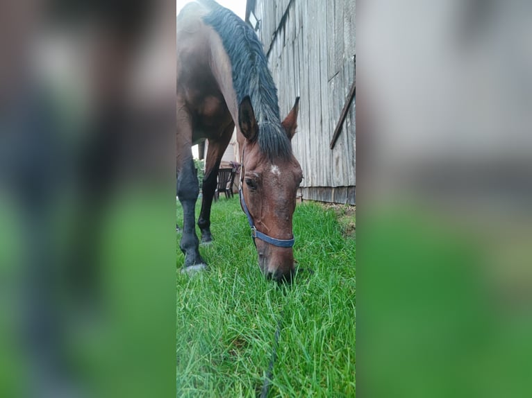 Warmblood polaco Caballo castrado 16 años 180 cm Castaño in &#x141;opiennik Dolny