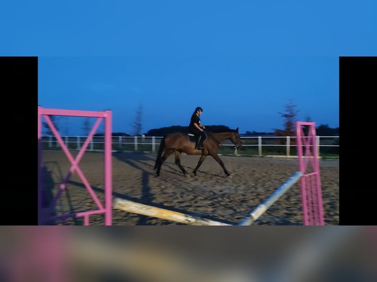 Warmblood polaco Caballo castrado 16 años 180 cm Castaño in &#x141;opiennik Dolny