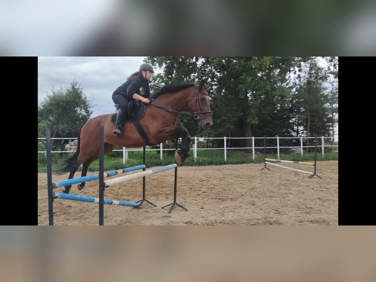 Warmblood polaco Caballo castrado 16 años 180 cm Castaño in &#x141;opiennik Dolny