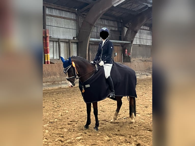 Warmblood polaco Caballo castrado 17 años 148 cm Castaño in Osdorf/Borghorst