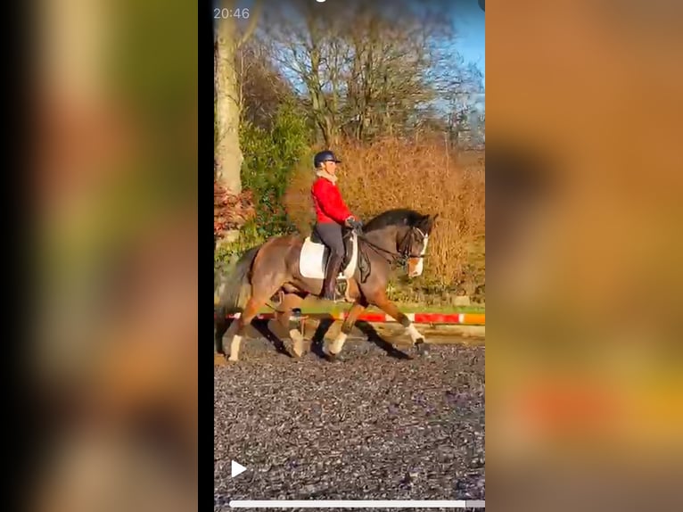 Warmblood polaco Caballo castrado 17 años 148 cm Castaño in Osdorf/Borghorst