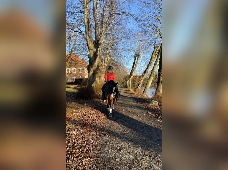 Warmblood polaco Caballo castrado 17 años 148 cm Castaño in Osdorf/Borghorst