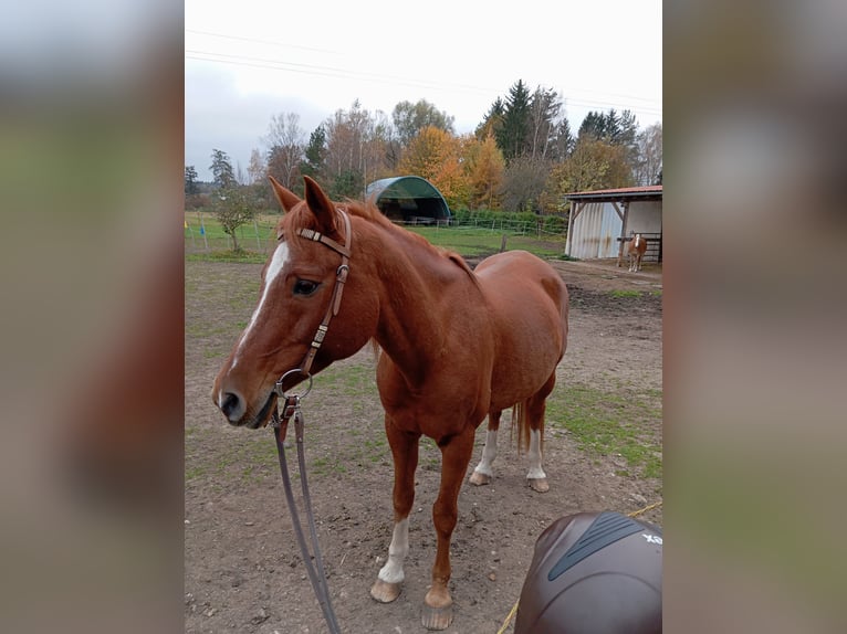 Warmblood polaco Caballo castrado 17 años 153 cm Alazán in Grafenwöhr