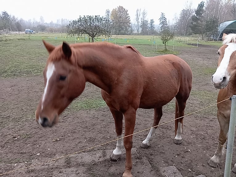 Warmblood polaco Caballo castrado 17 años 153 cm Alazán in Grafenwöhr