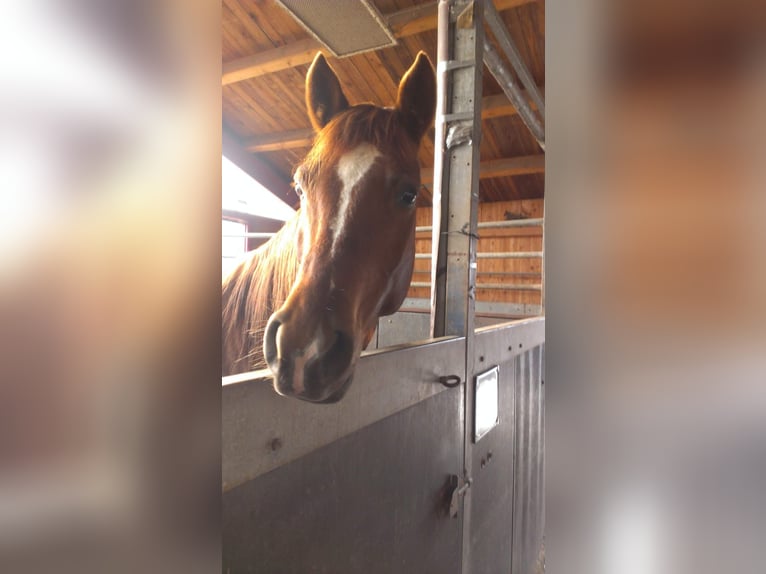 Warmblood polaco Caballo castrado 17 años 153 cm Alazán in Grafenwöhr