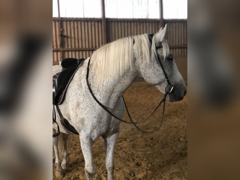 Warmblood polaco Caballo castrado 17 años 160 cm Tordo in Borken