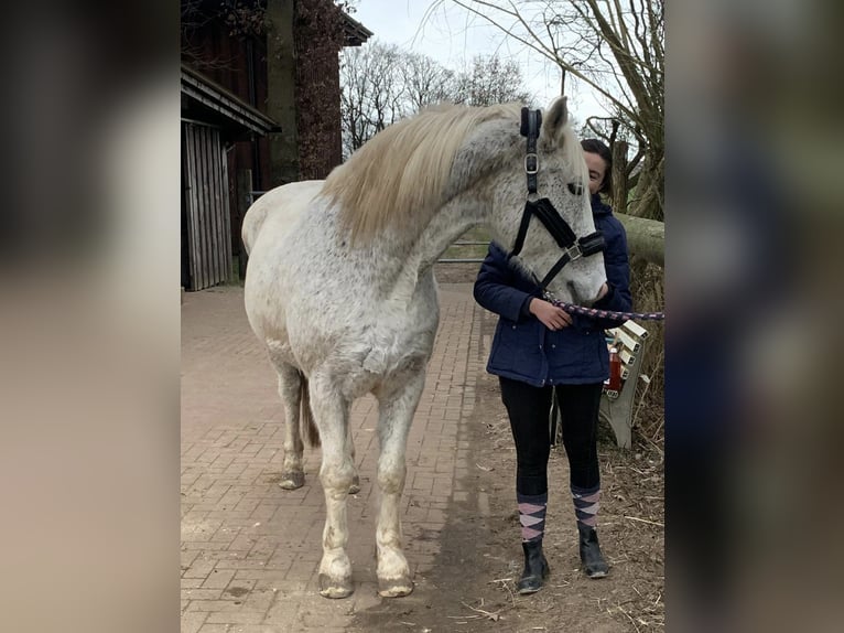 Warmblood polaco Caballo castrado 17 años 160 cm Tordo in Borken