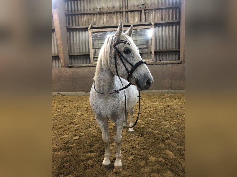 Warmblood polaco Caballo castrado 17 años 160 cm Tordo in Borken