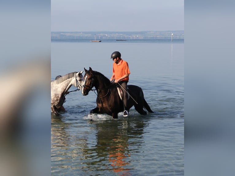 Warmblood polaco Caballo castrado 17 años 167 cm Castaño in Friedrichshafen