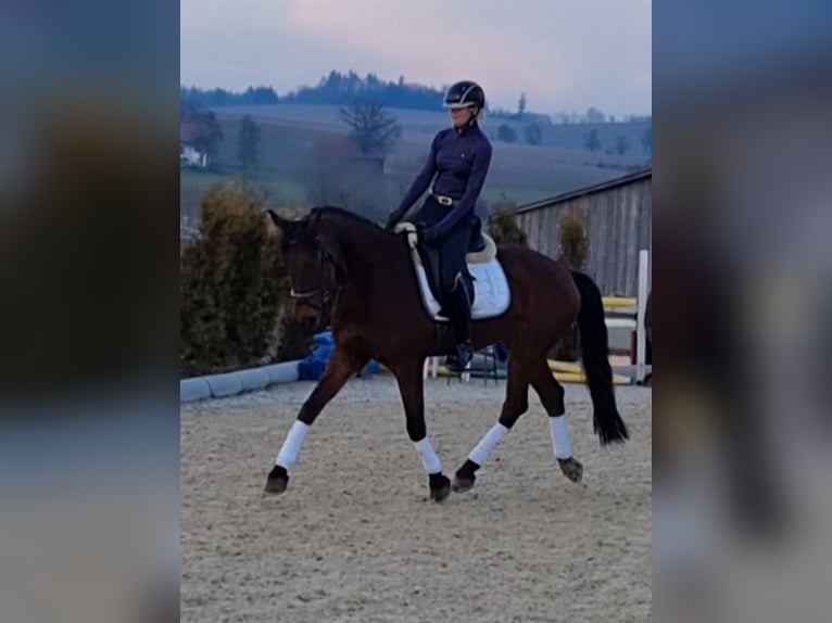 Warmblood polaco Caballo castrado 17 años 168 cm Castaño in Schlatt