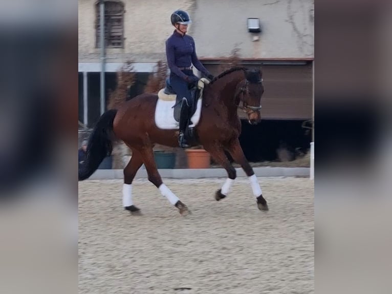 Warmblood polaco Caballo castrado 17 años 168 cm Castaño in Schlatt