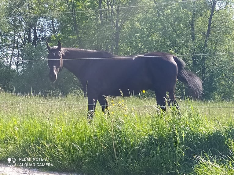 Warmblood polaco Caballo castrado 17 años 170 cm Negro in Espelkamp