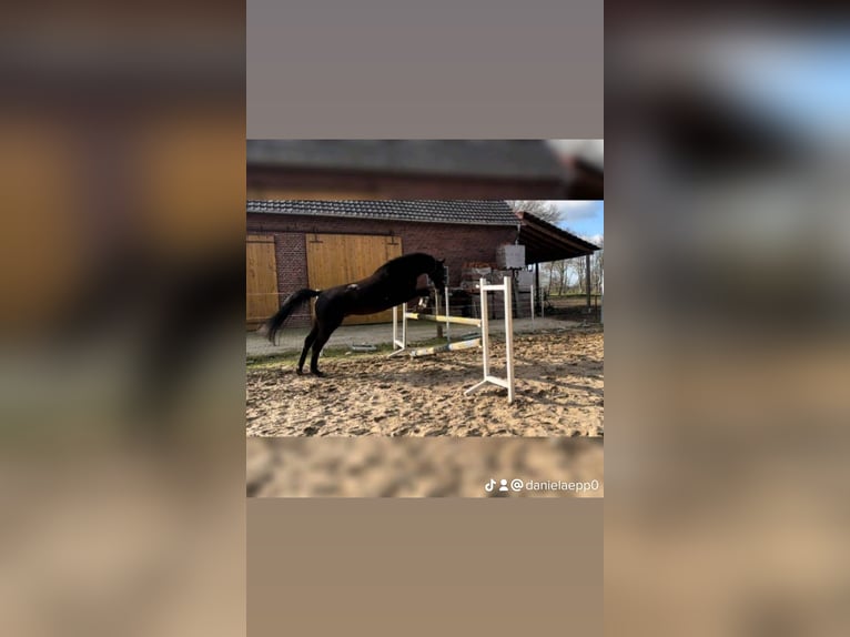 Warmblood polaco Caballo castrado 17 años 170 cm Negro in Espelkamp