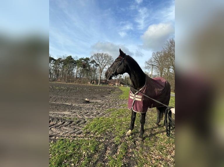 Warmblood polaco Caballo castrado 17 años 170 cm Negro in Espelkamp