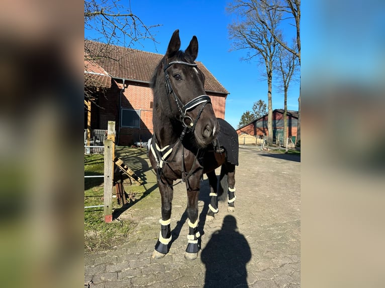 Warmblood polaco Caballo castrado 17 años 170 cm Negro in Espelkamp