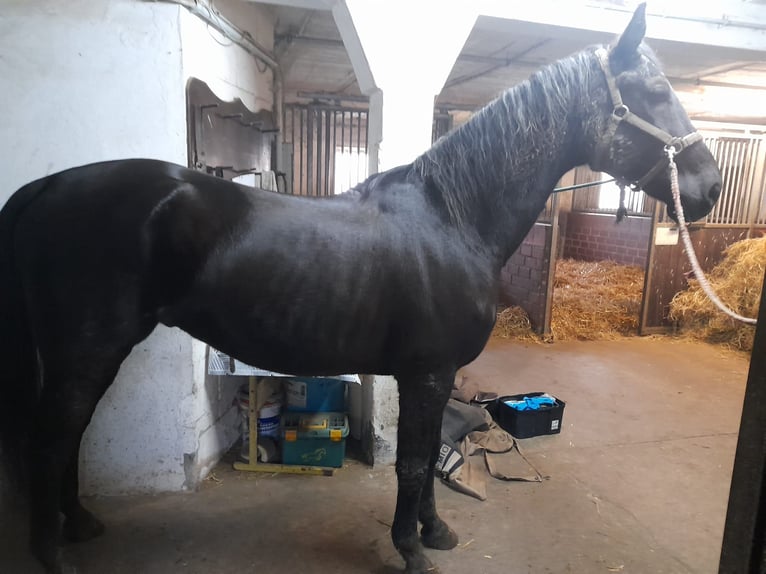 Warmblood polaco Caballo castrado 17 años 170 cm Negro in Espelkamp