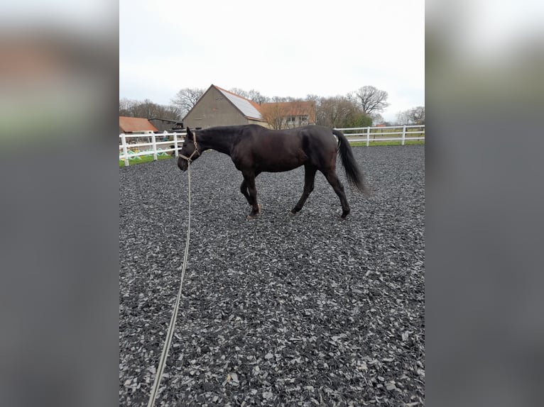 Warmblood polaco Caballo castrado 17 años 170 cm Negro in Espelkamp