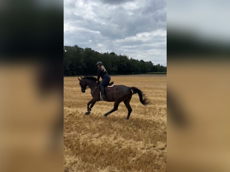 Warmblood polaco Caballo castrado 17 años 170 cm Negro in Espelkamp