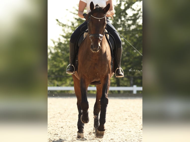 Warmblood polaco Caballo castrado 17 años 175 cm in Holzgerlingen