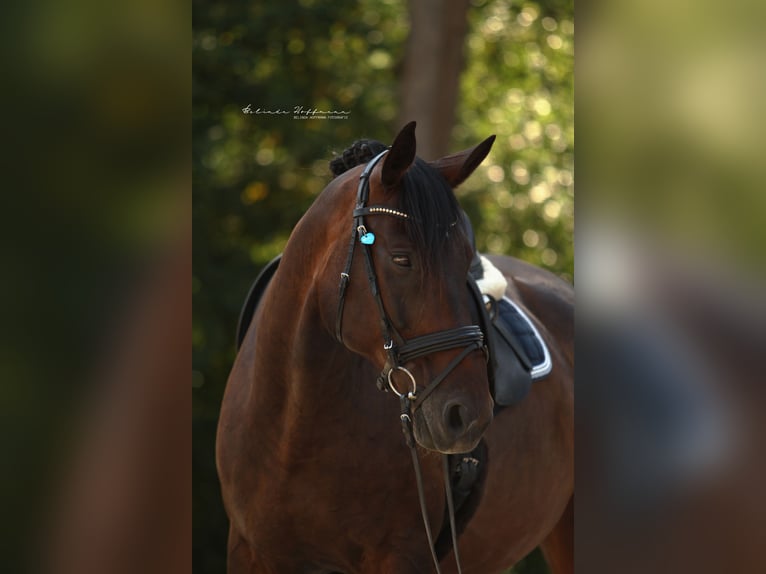 Warmblood polaco Caballo castrado 17 años 175 cm in Holzgerlingen