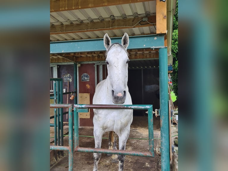 Warmblood polaco Caballo castrado 17 años 177 cm Tordo in Radolfzell am Bodensee