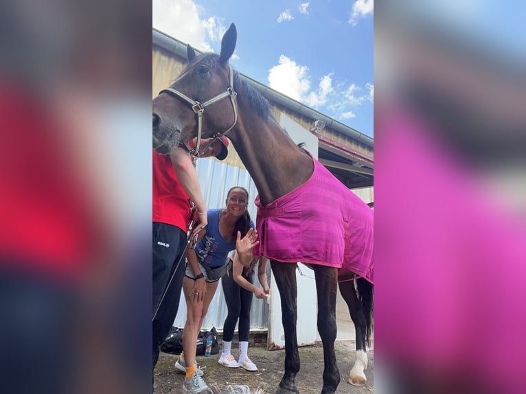 Warmblood polaco Caballo castrado 17 años in Holzgerlingen